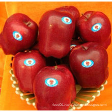 provide new crop red huaniu apple